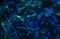 Gap Junction Protein Alpha 1 antibody, GTX11370, GeneTex, Immunofluorescence image 