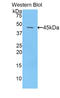 VEGF antibody, LS-C296956, Lifespan Biosciences, Western Blot image 