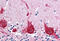 Bifunctional Apoptosis Regulator antibody, MBS244005, MyBioSource, Immunohistochemistry frozen image 