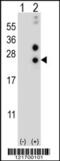 Casein Alpha S1 antibody, 56-730, ProSci, Western Blot image 