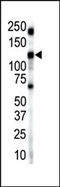 Insulin Receptor Related Receptor antibody, AP14372PU-N, Origene, Western Blot image 
