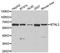 Butyrophilin Like 2 antibody, A7120, ABclonal Technology, Western Blot image 