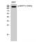 Protein Phosphatase 1 Regulatory Subunit 12A antibody, LS-C381250, Lifespan Biosciences, Western Blot image 