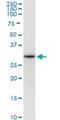 Aly/REF Export Factor antibody, H00010189-M03, Novus Biologicals, Western Blot image 