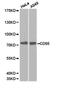 CD55 Molecule (Cromer Blood Group) antibody, TA327012, Origene, Western Blot image 