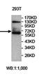 Zinc Finger Protein 490 antibody, orb78121, Biorbyt, Western Blot image 