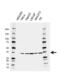 Serine And Arginine Rich Splicing Factor 1 antibody, VMA00538, Bio-Rad (formerly AbD Serotec) , Western Blot image 