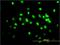 TARDBP antibody, MCA5071Z, Bio-Rad (formerly AbD Serotec) , Western Blot image 