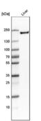 Mannose Receptor antibody, NBP1-90020, Novus Biologicals, Western Blot image 