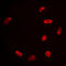 Histone Deacetylase 3 antibody, LS-C353111, Lifespan Biosciences, Immunofluorescence image 