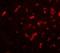 Pseudopodium-enriched atypical kinase 1 antibody, orb313969, Biorbyt, Immunofluorescence image 