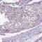 NIMA Related Kinase 5 antibody, NBP2-48737, Novus Biologicals, Immunohistochemistry frozen image 