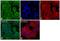 Cadherin 2 antibody, 33-3900, Invitrogen Antibodies, Immunofluorescence image 