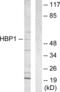 HMG-Box Transcription Factor 1 antibody, abx013304, Abbexa, Western Blot image 