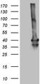 Homeobox protein MOX-1 antibody, TA804716S, Origene, Western Blot image 