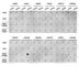 Histone Cluster 3 H3 antibody, A2365, ABclonal Technology, Dot Blot image 