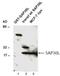SAP30 Like antibody, NB100-491, Novus Biologicals, Western Blot image 