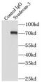Syndecan 3 antibody, FNab08435, FineTest, Immunoprecipitation image 