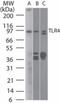 Toll Like Receptor 4 antibody, TA336410, Origene, Western Blot image 