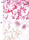 Ubiquitin C-Terminal Hydrolase L5 antibody, GTX01069, GeneTex, Immunohistochemistry frozen image 