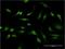  antibody, H00003397-M14, Novus Biologicals, Immunofluorescence image 