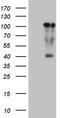Transcription Factor 12 antibody, TA809700S, Origene, Western Blot image 