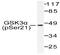 Glycogen Synthase Kinase 3 Alpha antibody, AP20890PU-N, Origene, Western Blot image 