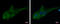 RAS P21 Protein Activator 3 antibody, GTX115632, GeneTex, Immunocytochemistry image 