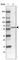 WAS/WASL Interacting Protein Family Member 1 antibody, HPA003739, Atlas Antibodies, Western Blot image 