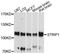Striatin Interacting Protein 1 antibody, A10334, ABclonal Technology, Western Blot image 
