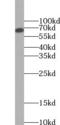 C-X-C Motif Chemokine Receptor 4 antibody, FNab02103, FineTest, Western Blot image 
