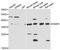 FKBP Prolyl Isomerase 10 antibody, PA5-77097, Invitrogen Antibodies, Western Blot image 