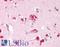 PACAP27 antibody, LS-C11439, Lifespan Biosciences, Immunohistochemistry paraffin image 