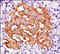 Pancreas/duodenum homeobox protein 1 antibody, 251375, Abbiotec, Immunohistochemistry paraffin image 