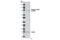 Forkhead Box O3 antibody, 5538S, Cell Signaling Technology, Western Blot image 