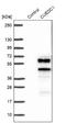 CUE Domain Containing 1 antibody, NBP1-86409, Novus Biologicals, Western Blot image 