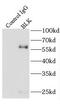 BLK Proto-Oncogene, Src Family Tyrosine Kinase antibody, FNab00906, FineTest, Immunoprecipitation image 