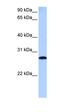 Max-like protein X antibody, orb330638, Biorbyt, Western Blot image 