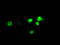 Aryl hydrocarbon receptor nuclear translocator-like protein 1 antibody, LS-C115287, Lifespan Biosciences, Immunofluorescence image 