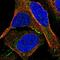 Junctional Cadherin 5 Associated antibody, HPA017956, Atlas Antibodies, Immunofluorescence image 