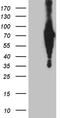 EF-Hand Calcium Binding Domain 12 antibody, TA811950S, Origene, Western Blot image 