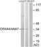 Putative olfactory receptor 4A4 antibody, A30908, Boster Biological Technology, Western Blot image 