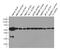 alpha-Tubulin antibody, HRP-66031, Proteintech Group, Western Blot image 