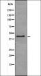 RAD9 Checkpoint Clamp Component A antibody, orb335687, Biorbyt, Western Blot image 