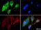 KDEL  antibody, NBP1-06277, Novus Biologicals, Immunofluorescence image 