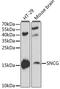 Gamma-synuclein antibody, MBS129065, MyBioSource, Western Blot image 