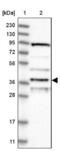 Apolipoprotein L6 antibody, NBP1-89031, Novus Biologicals, Western Blot image 