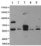 Phosphodiesterase 1B antibody, TA321236, Origene, Western Blot image 