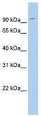 TATA element modulatory factor antibody, TA344464, Origene, Western Blot image 