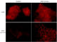 EGFR antibody, EM1661, ECM Biosciences, Immunocytochemistry image 